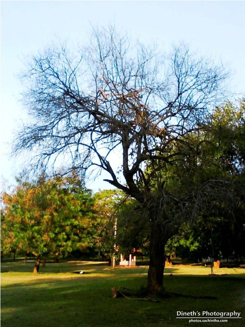 Leafless