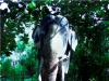 Elephant Statue