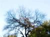 Leafless